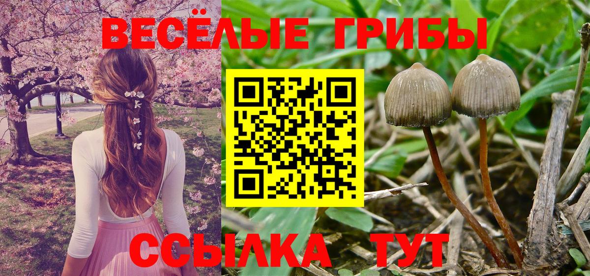Псилоцибиновые грибы Cubensis Костомукша